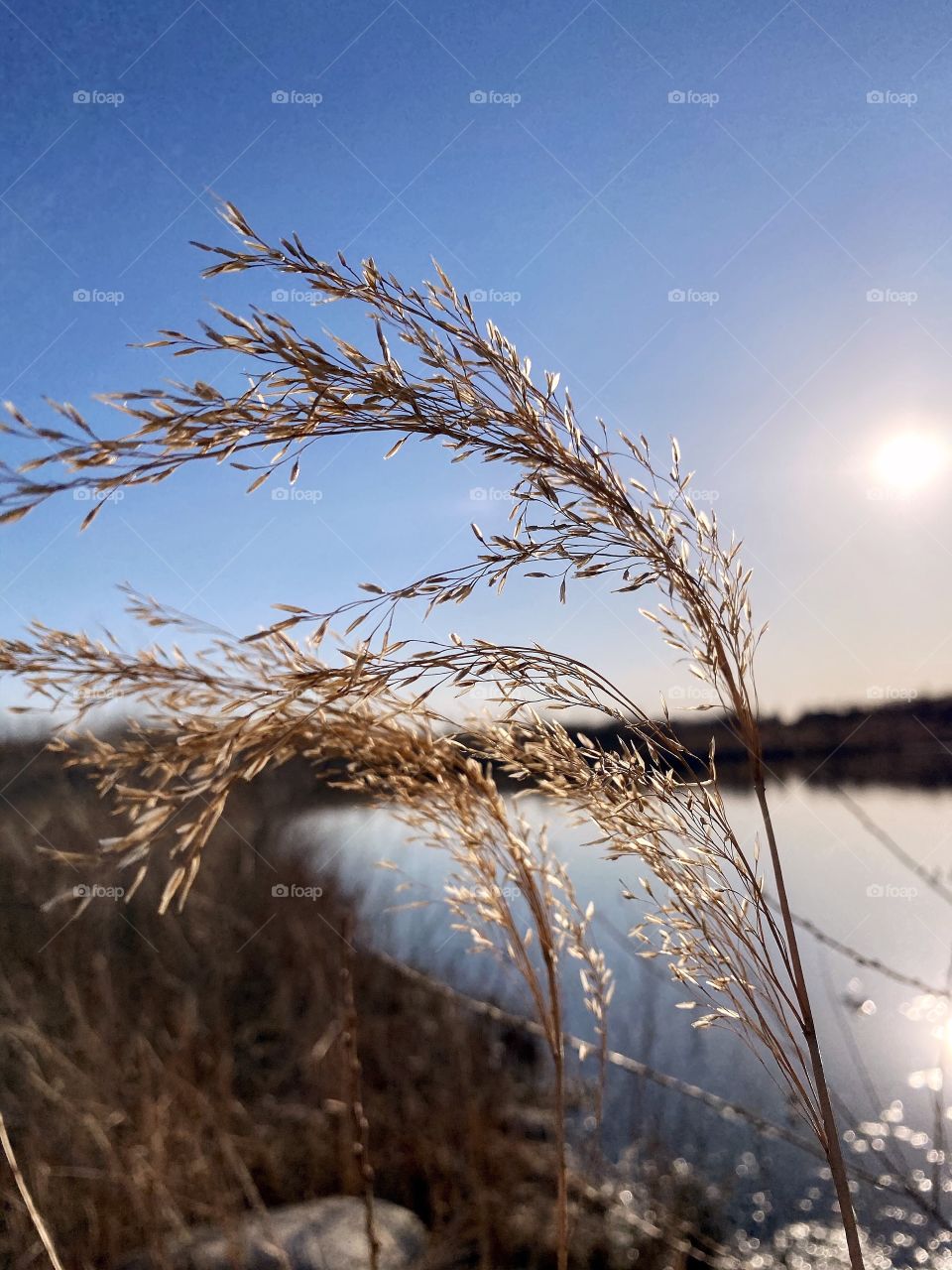 Wood grass 