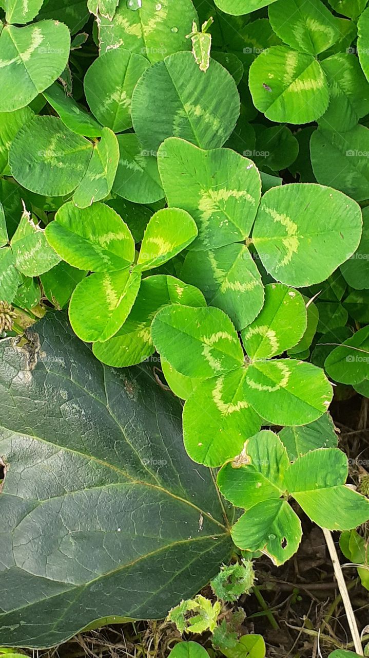 trébol de la suerte