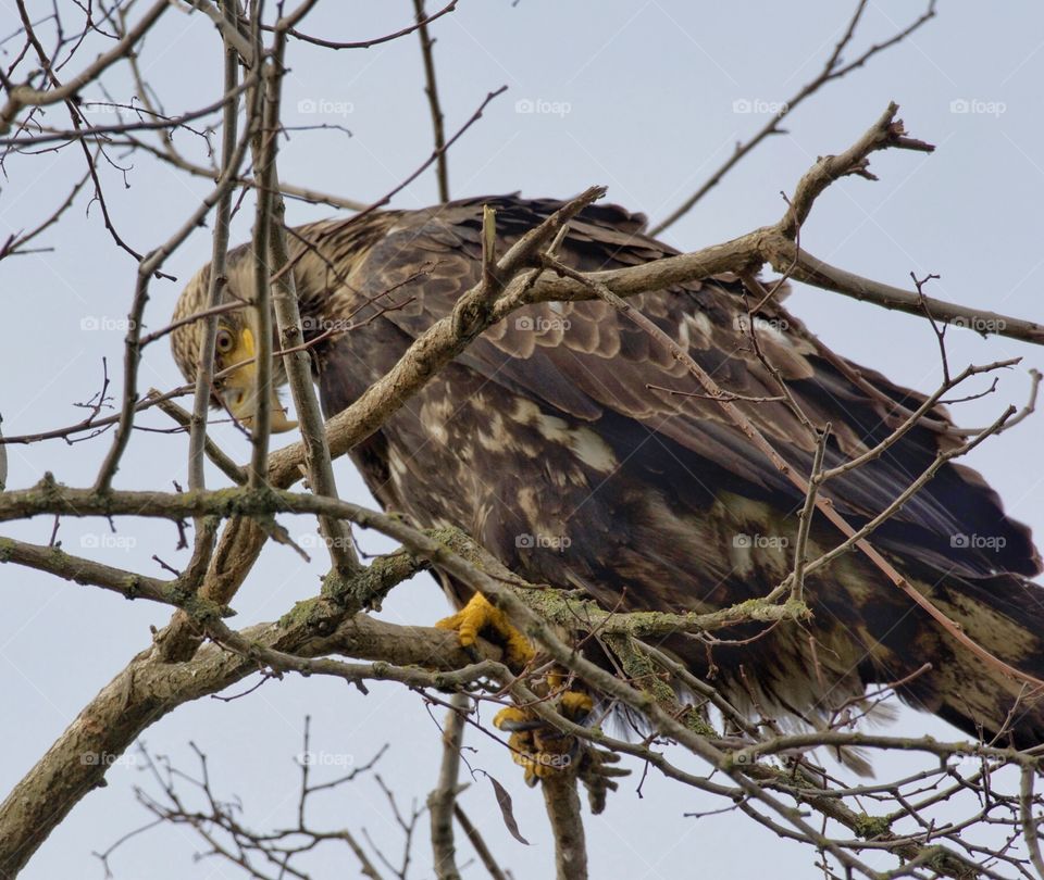 Juvenile bald eagle