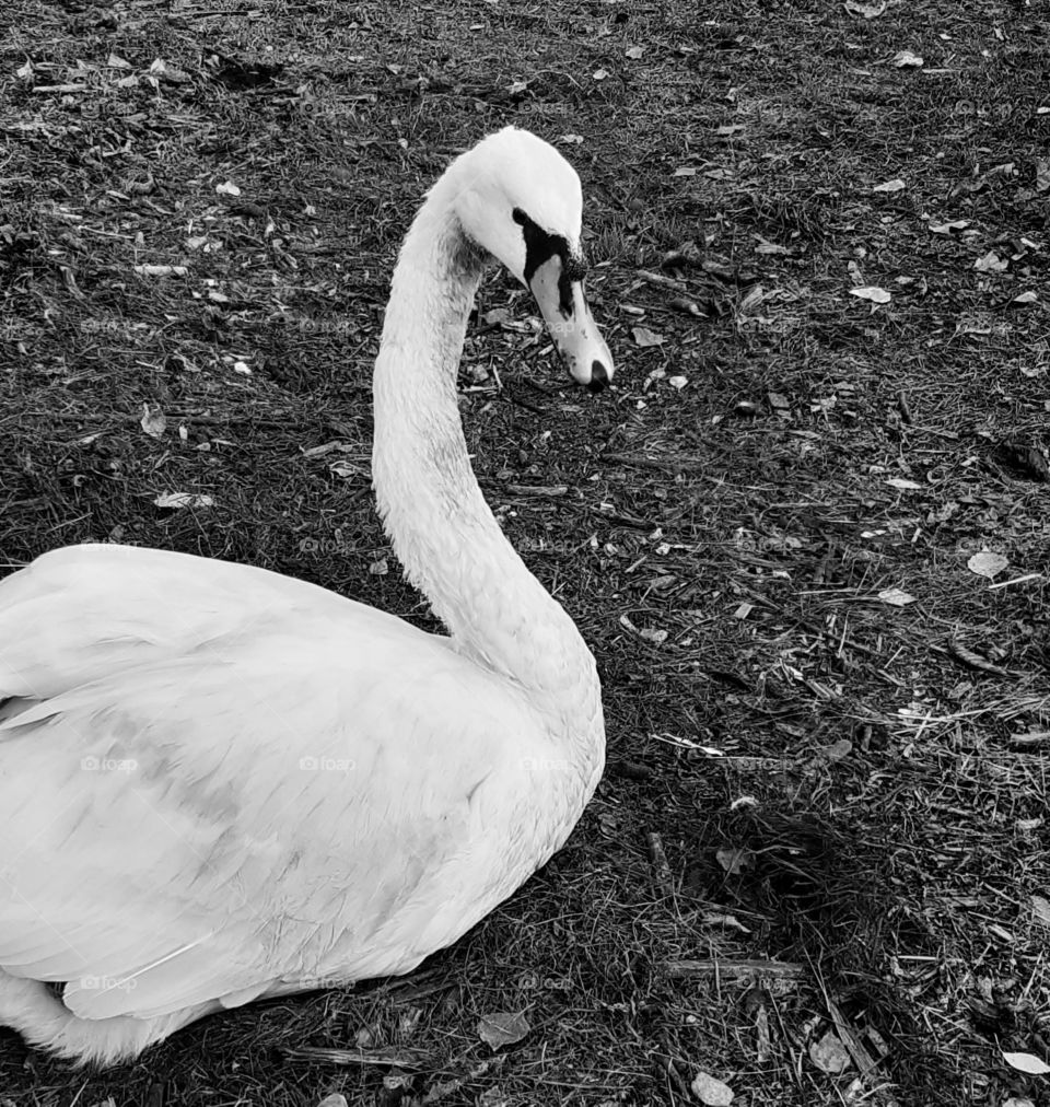 A swan in black