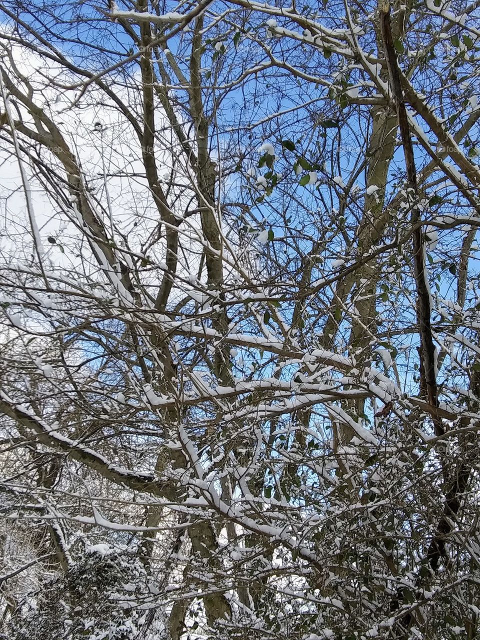 snow on branches