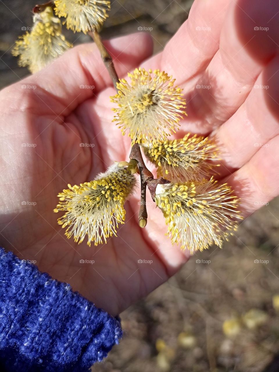 yellow willow blooming branch in the hand spring nature