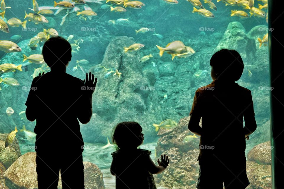 Children In Silhouette Viewing A Museum Aquarium 