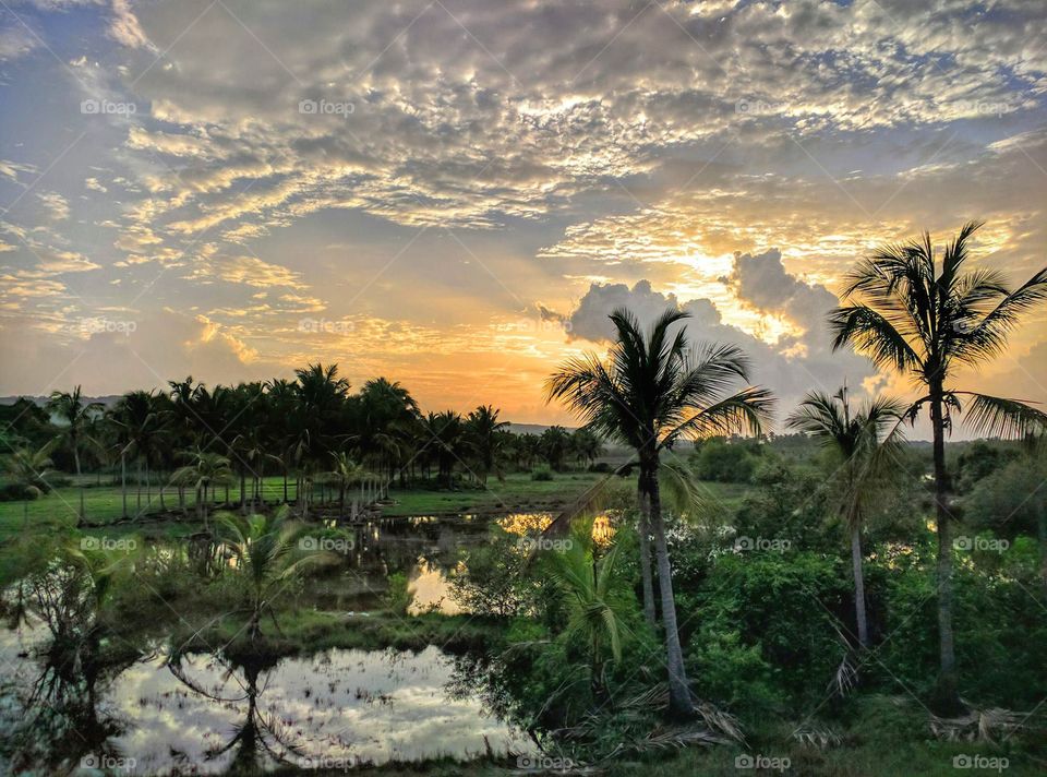 nature reflection in rain water
