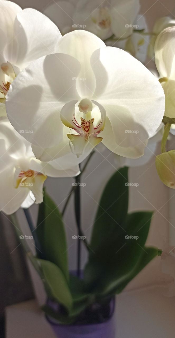 very beautiful white orchid flowers house plant, mobile photography