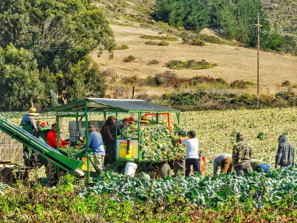 Migrant Workers Harvesting A Field