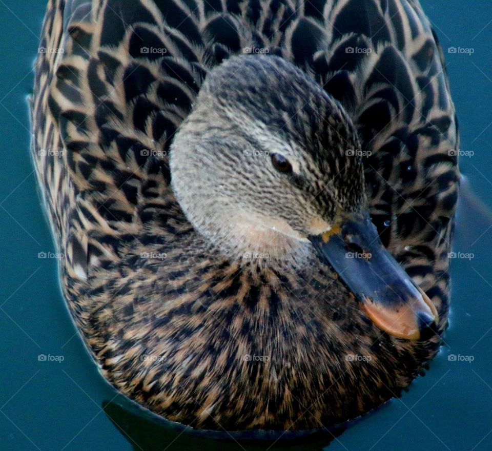 Beautiful Mallard Duck in Water