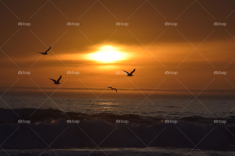 birds flying into the sunset