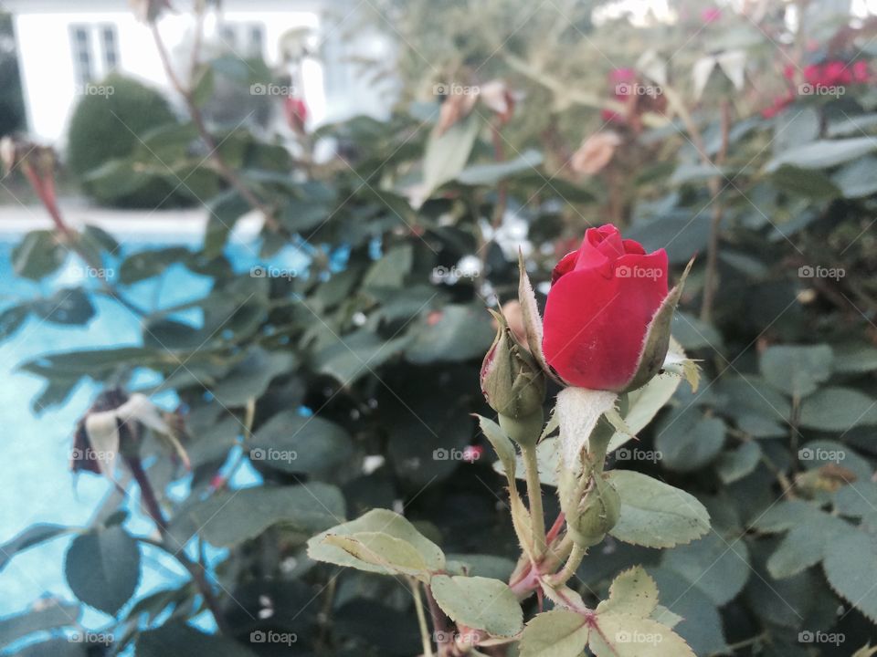 Shy Rose. A rose by the pool 