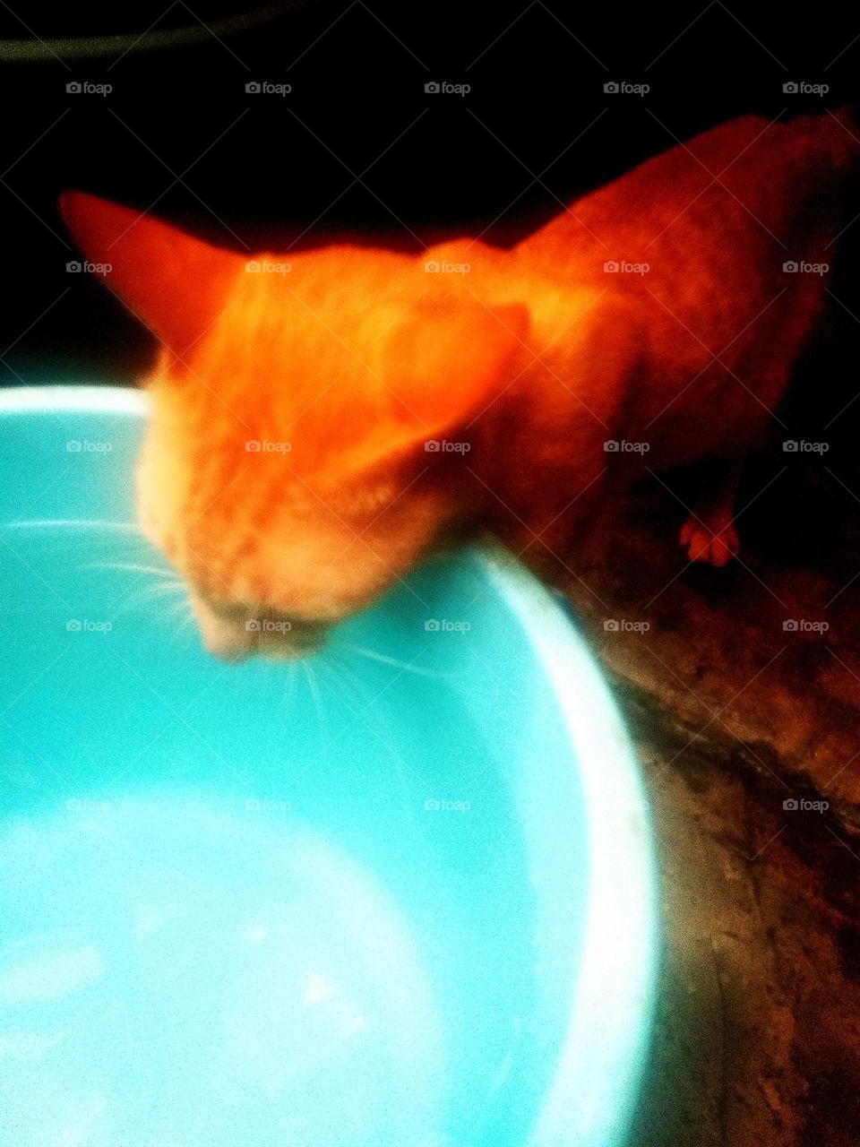 my cat orange is drinking