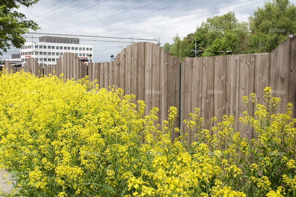 rapeseed flowers at the fence