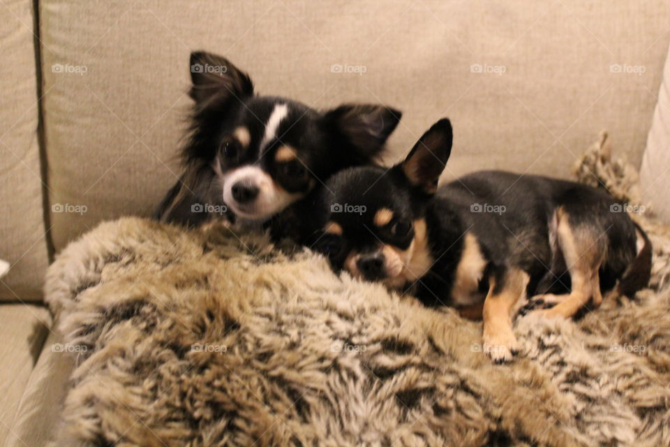 Small Hopes Kennel. 
Chihuahua. 
Narvik, Norway.  