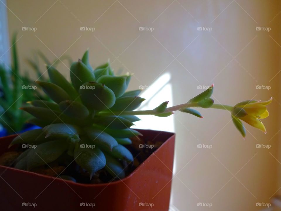 Succulents