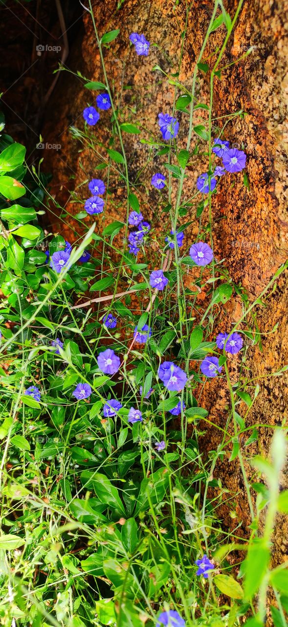 little blue flower