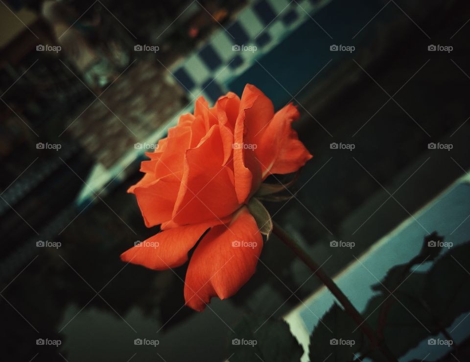 orange rose shines