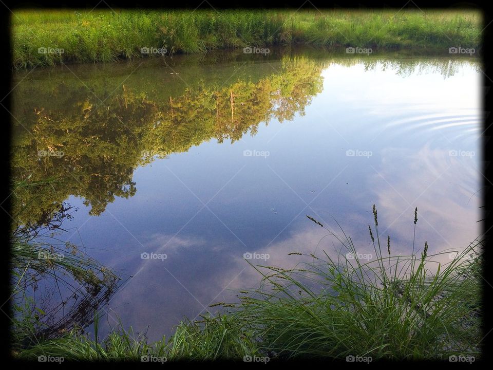 Pond reflection 