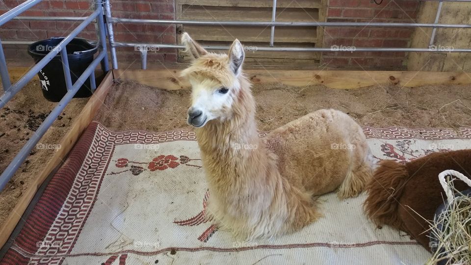 High angle view of alpaca