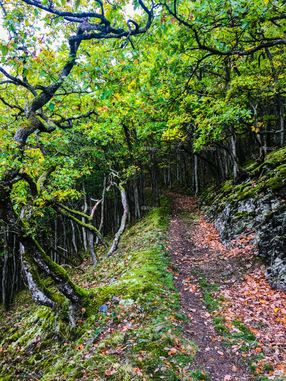 Hiking Trail Landscape at the Moselle 