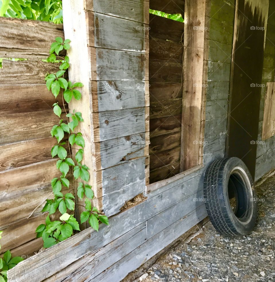 Tire in Abandoned Stable