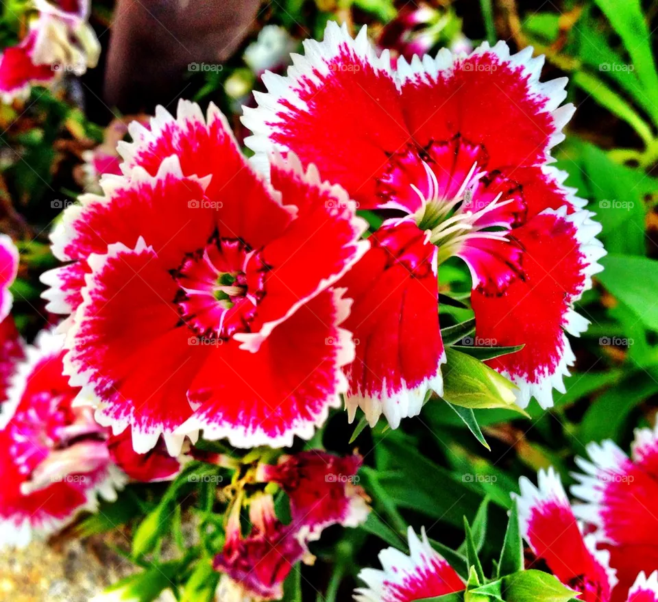flower