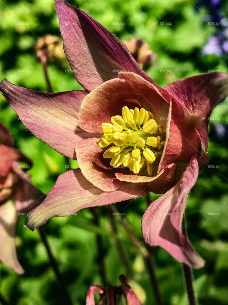 Columbine