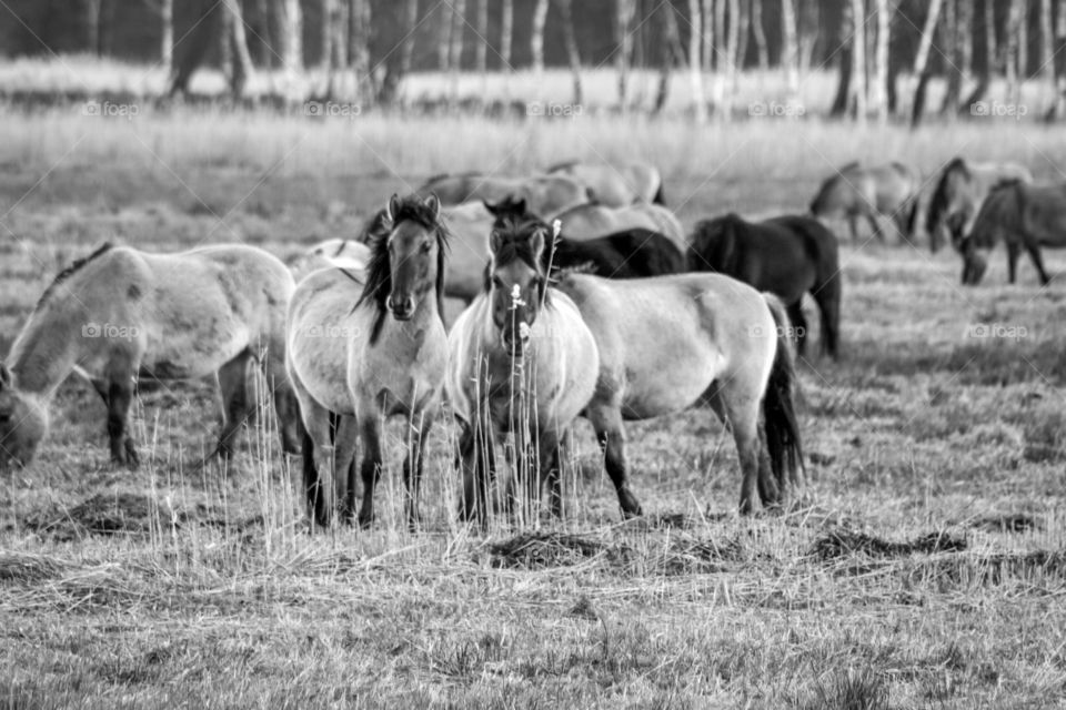 Wild horse in nature. Black-white view.