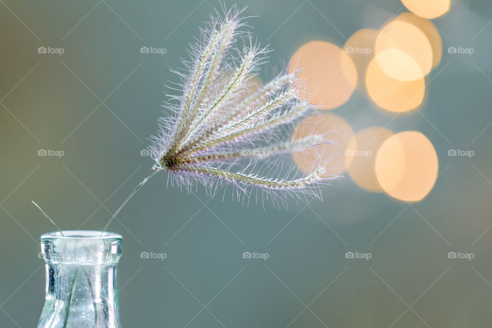 Plant in the bottle, closeup