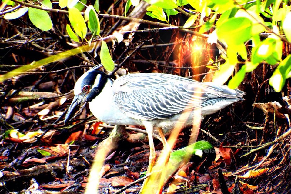 Night heron in sunlight