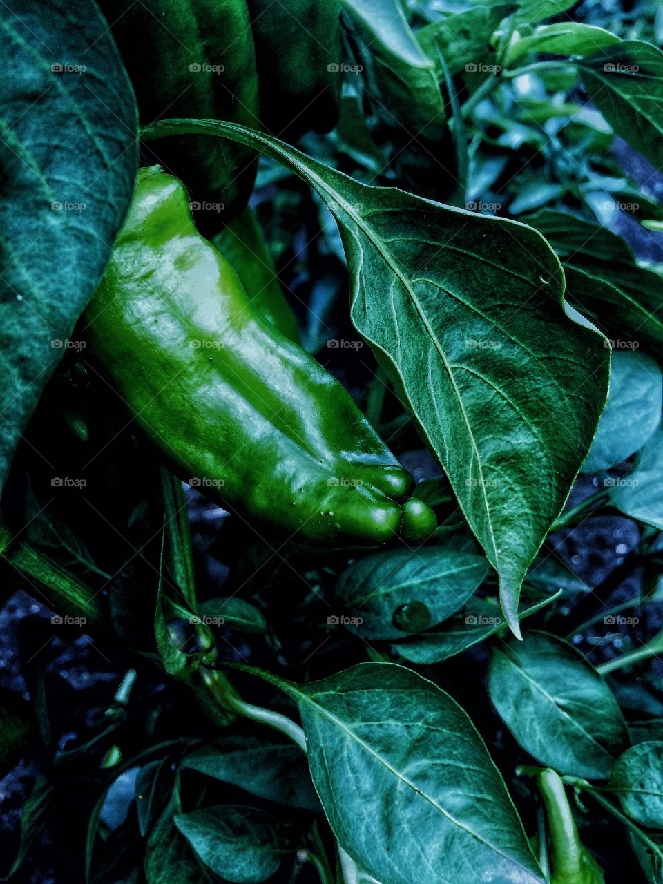 Green peppers 