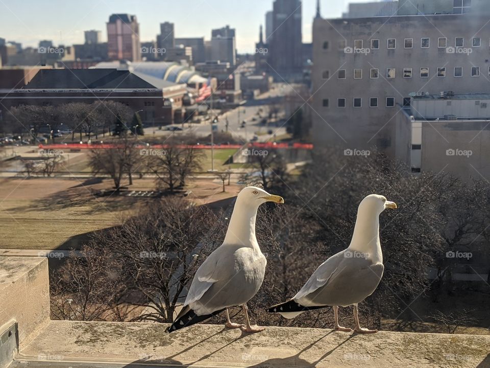 Seagulls overlooking Milwaukee