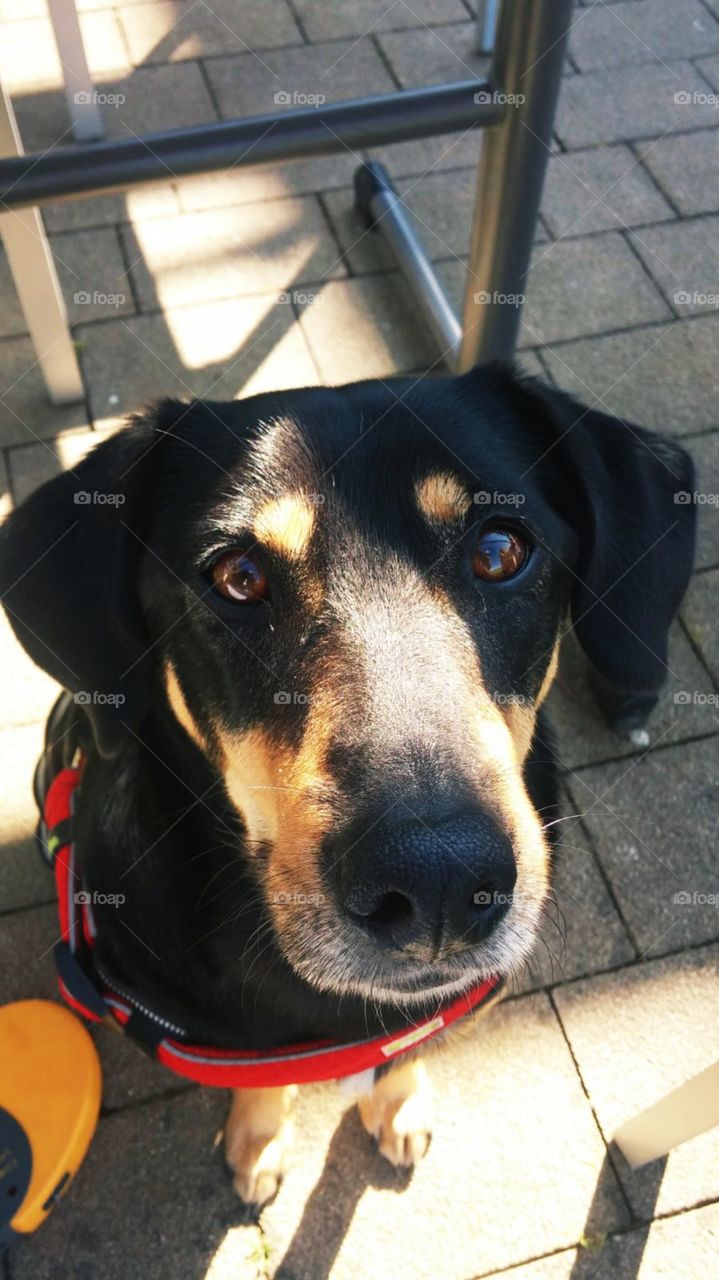 A cute dog with big and beautiful eyes looking directly at the camera.