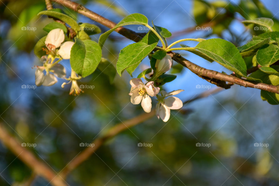 blooming flowers on an apple tree