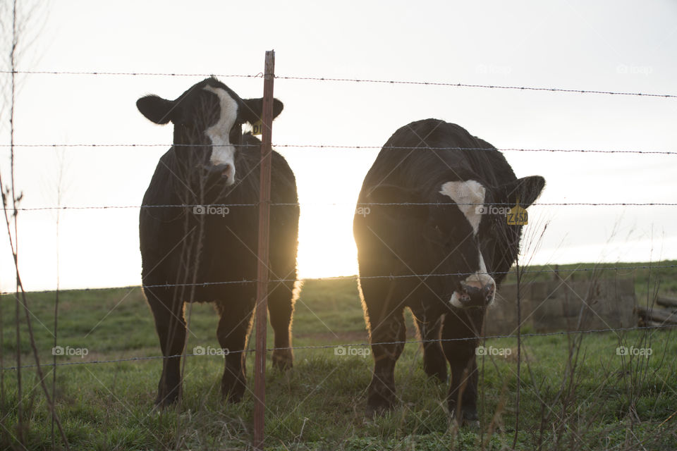 Cows During Sunset