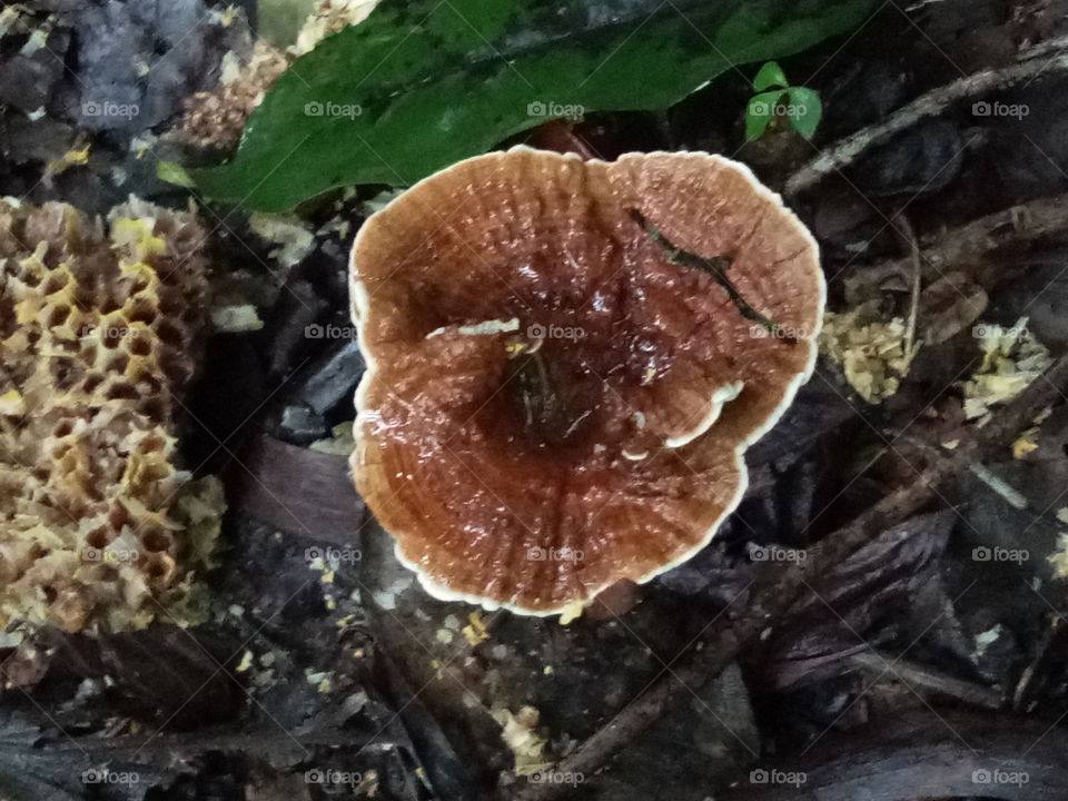 wood mushroom