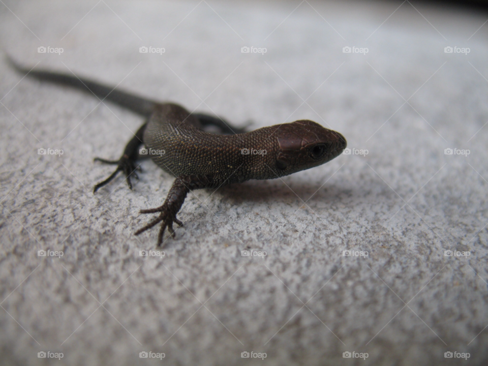 lizard reptile by juulli_ya