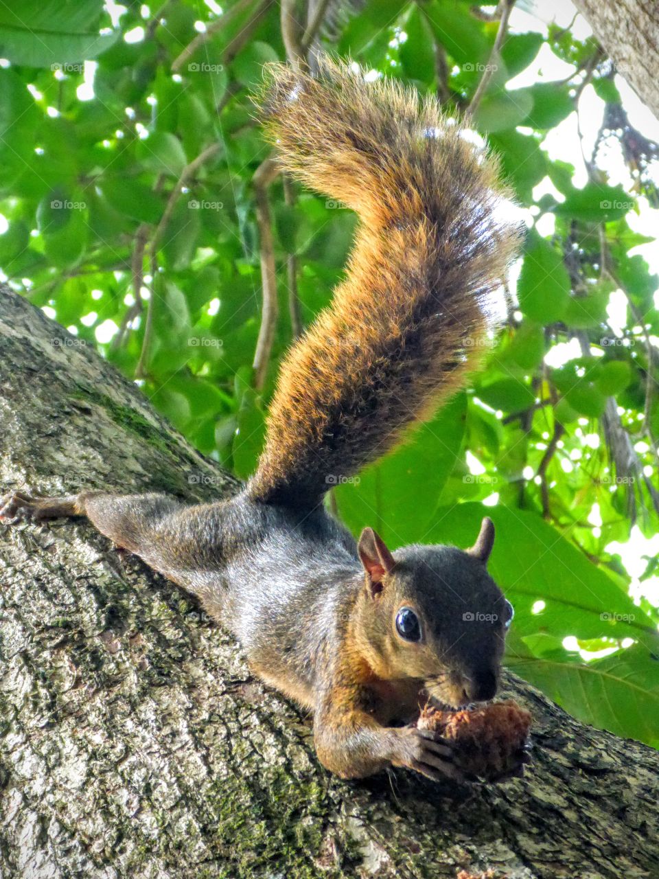 Friendly squirrel, Cahuita NP