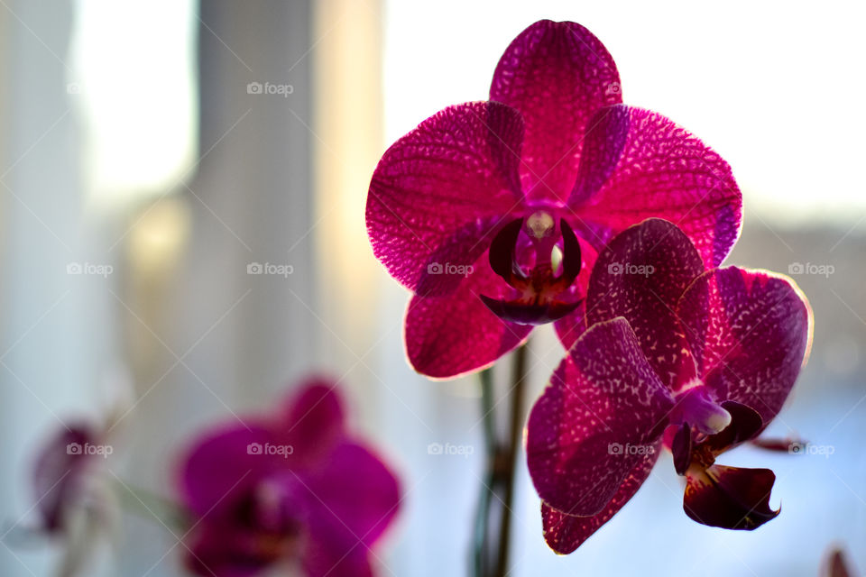 Orchid