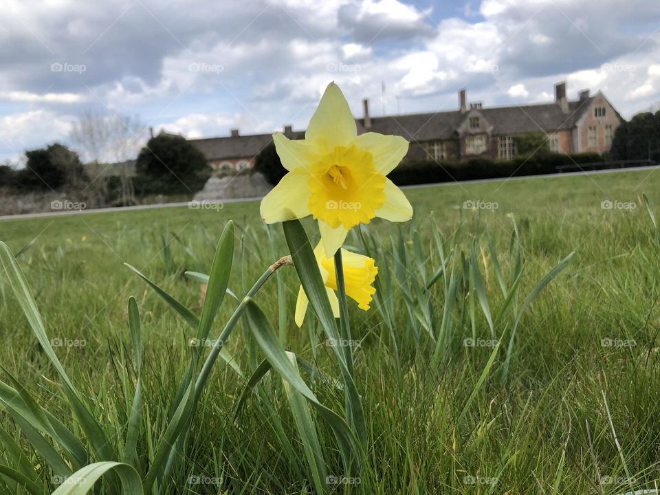 Yellow flower 