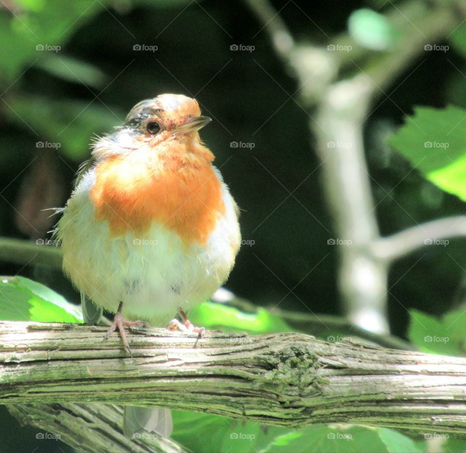 A very round Robin