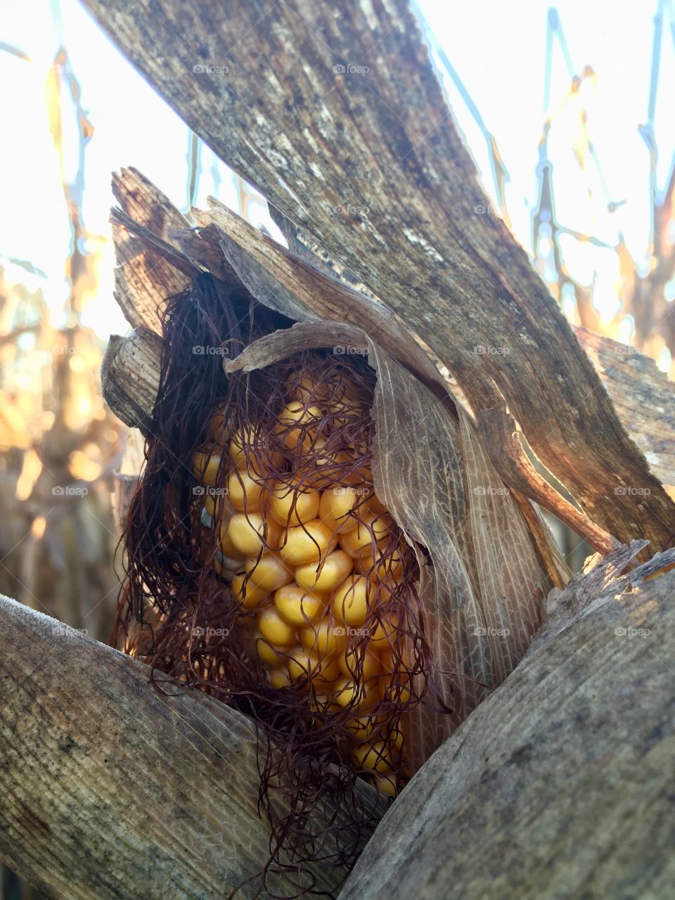 Closeup of an ear of corn ready for harvest