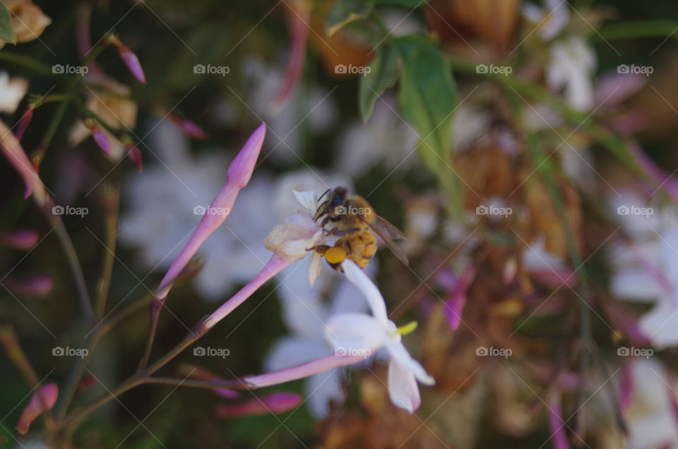 A bee collecting pollen from Jasmine flowers