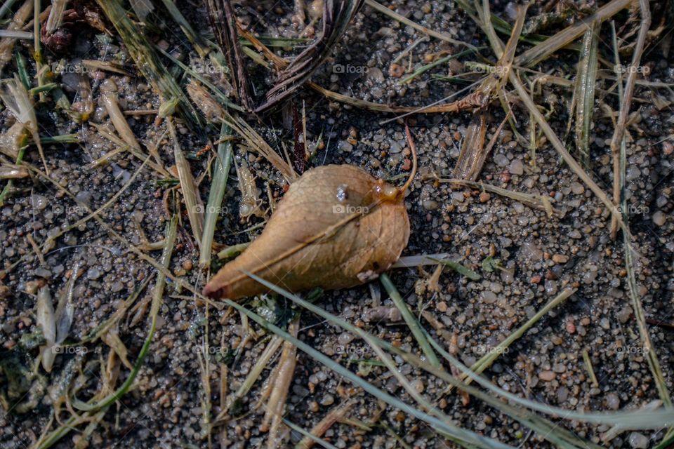 dying leaf resting amongst the cut blades of grass