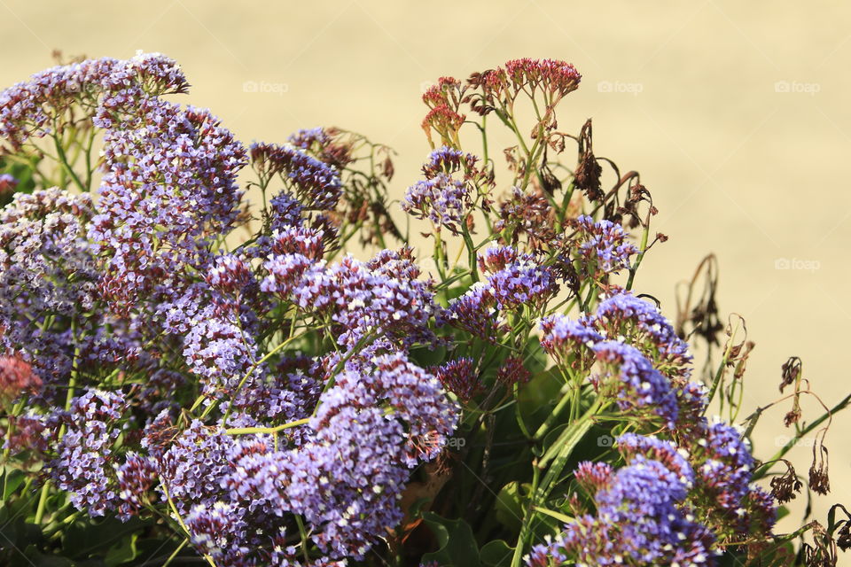 Wild Flowers