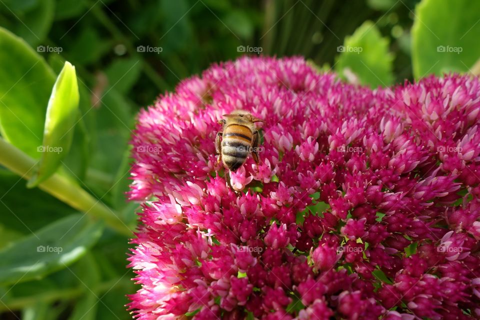 Honey bee on pink flower