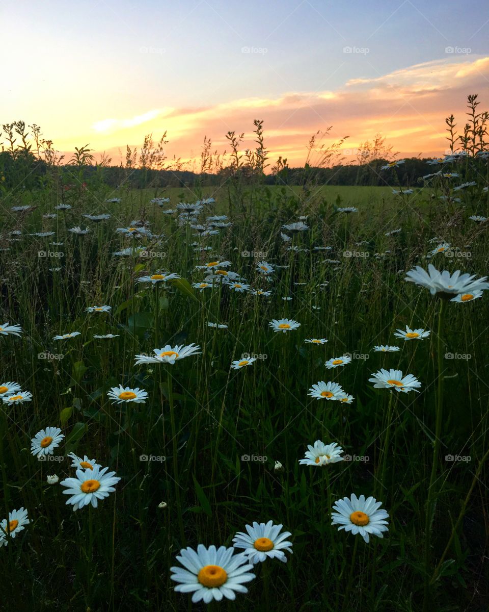 Sunset flower 