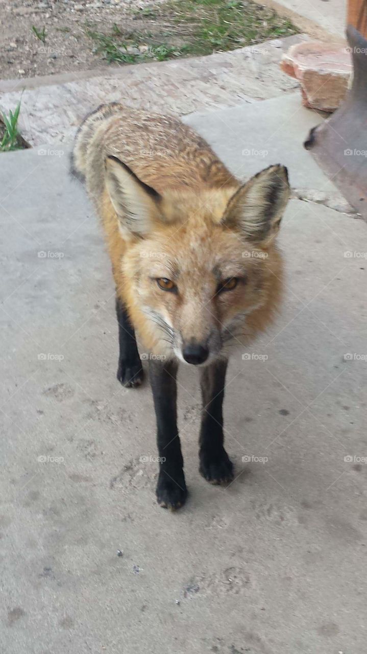 Hello I'm really a dog!