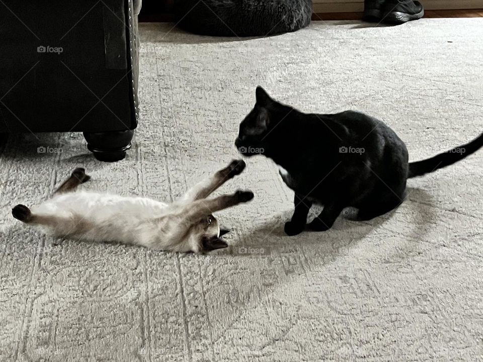 Cats at play - Pets