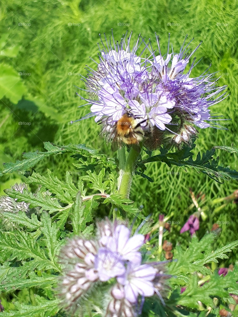 Gathering Nectar