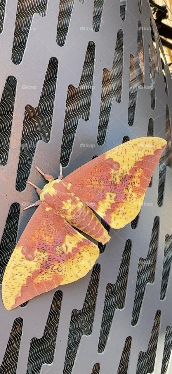 Orange yellow Moth