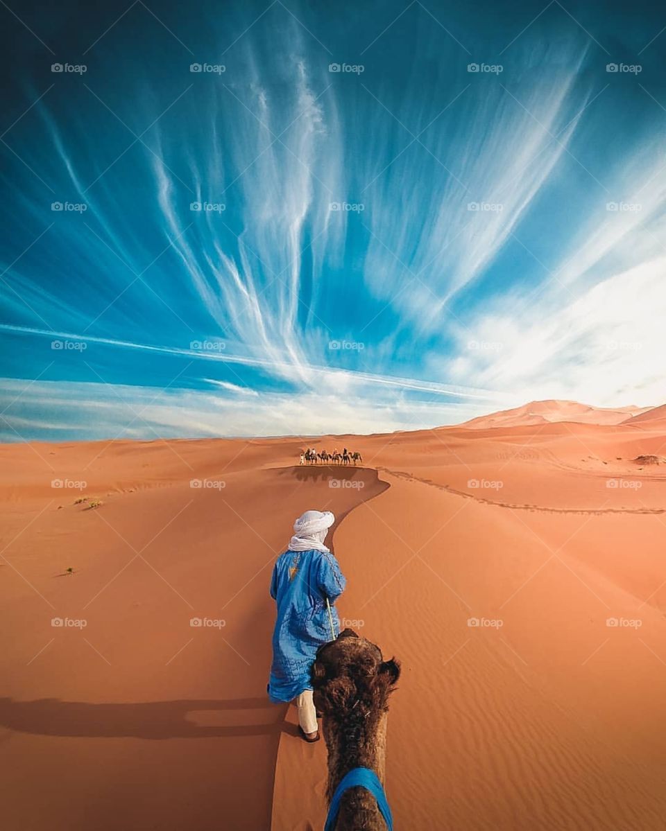 Someone who guides his camel in a golden desert under a blue sky